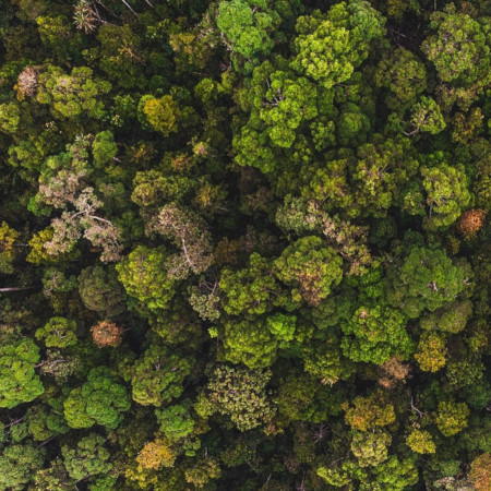 Hutan restorasi ekosistem riau di semenanjung kampar