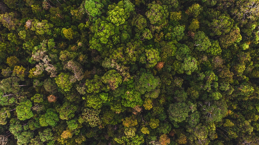 Hutan restorasi ekosistem riau di semenanjung kampar