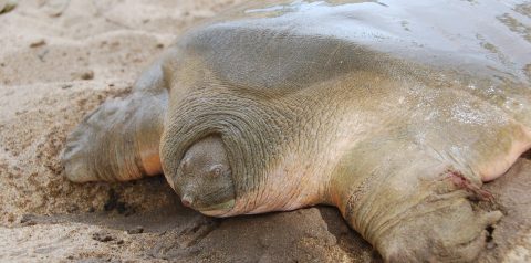 The Turtles of Kampar Peninsula