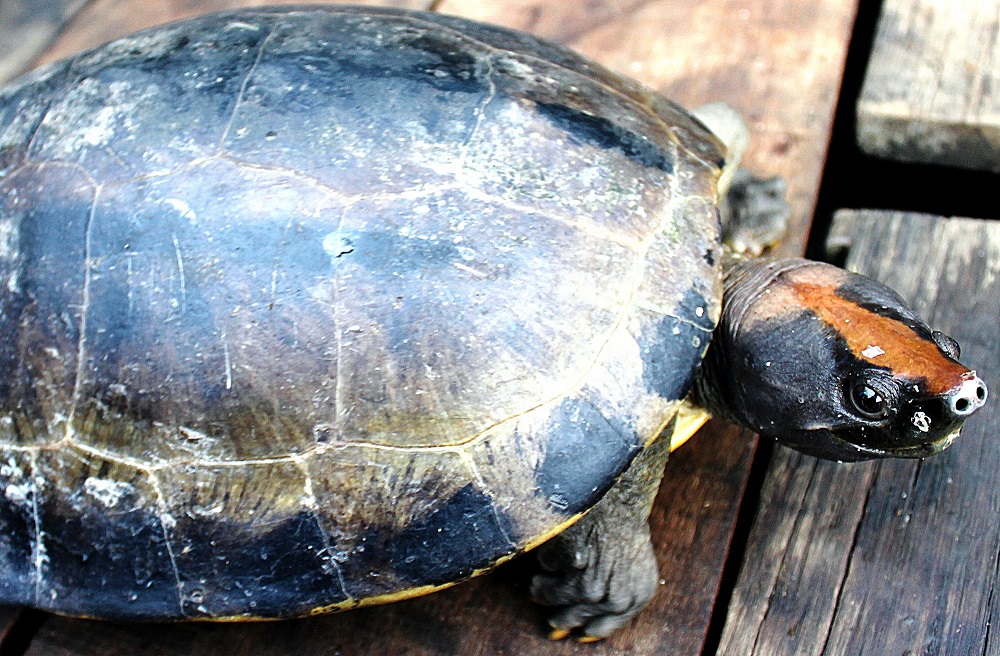 Beluku (Batagur borneoensis)