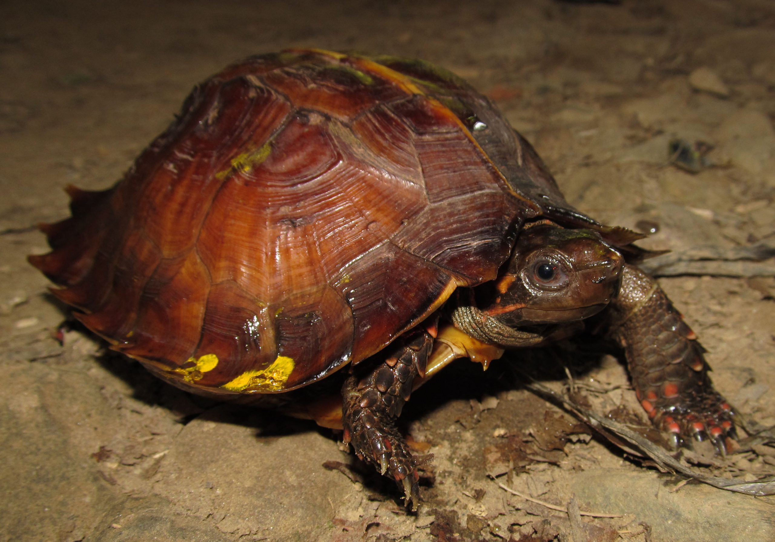 Kura-Kura Matahari (Heosemys spinose) – Endangered (EN)