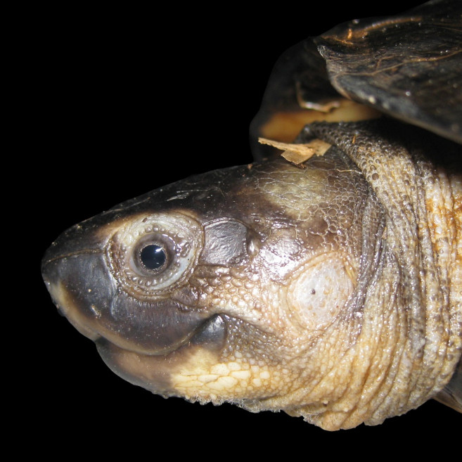 The Turtles of Kampar Peninsula