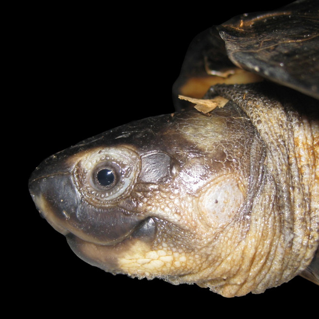 Kura-Kura Pipi Putih (Siebenrockiella crassicollis)