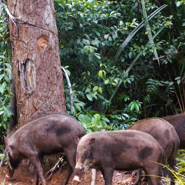 Bearded Pig International Biodiversity Day