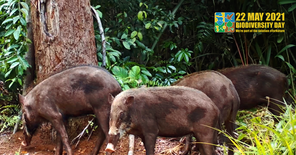 Ecosystem restoration has helped the biodiversity of Kampar Peninsula and Padang Island to slowly recover. RER has shown that people and business can help biodiversity thrive by playing a part in the solution.