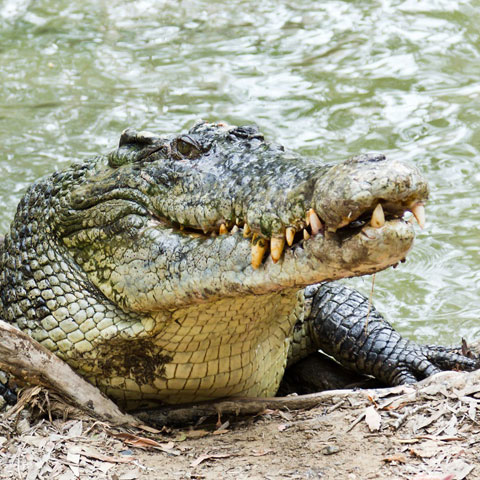 Buaya Muara (Crocodylus porosus)