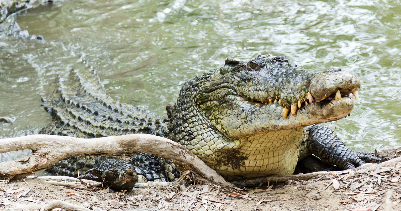 Buaya Muara (Crocodylus porosus)