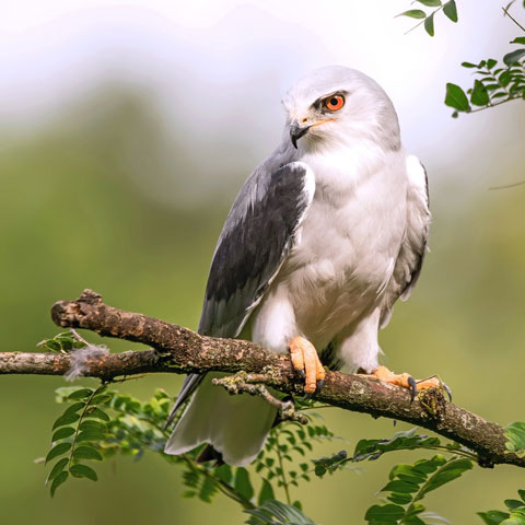 Black-Winged Kite Identified in Raptor Watch 2021