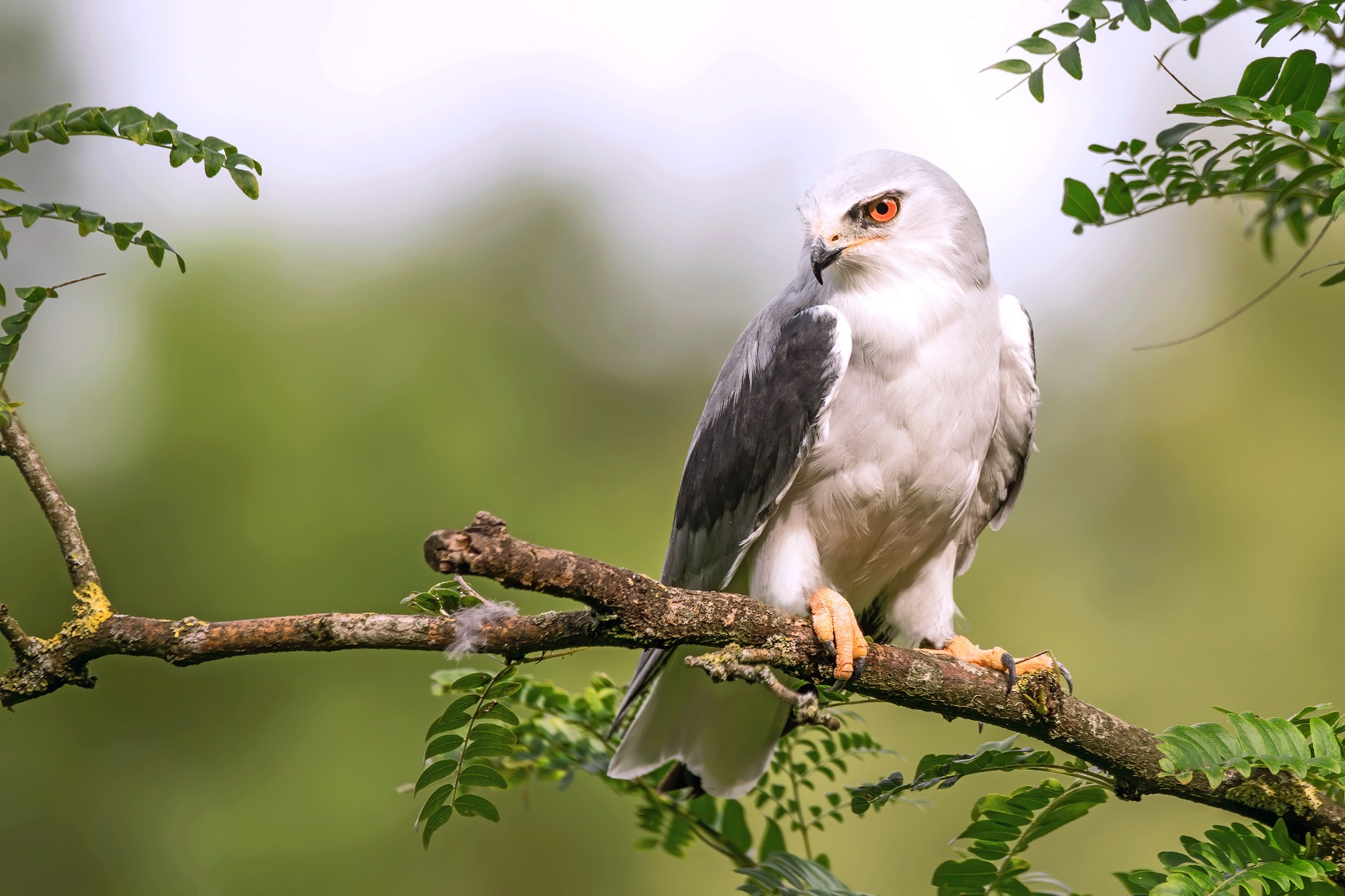 Black-Winged Kite is one of the species identified during Raptor Watch  2021. Find other species in this year's Raptor Watch.
