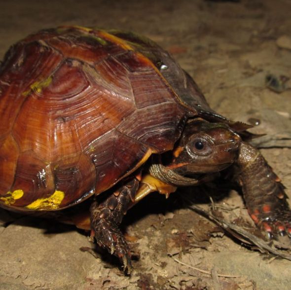 Spiny Turtle RER - endangered
