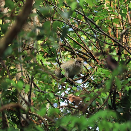 Restorasi Ekosistem Riau (RER), as program supported by APRIL Group which strategically located in the tropical areas of Sumatra, Indonesia, aims to restore and conserve ecologically important peat swamp forest the size of Greater London.