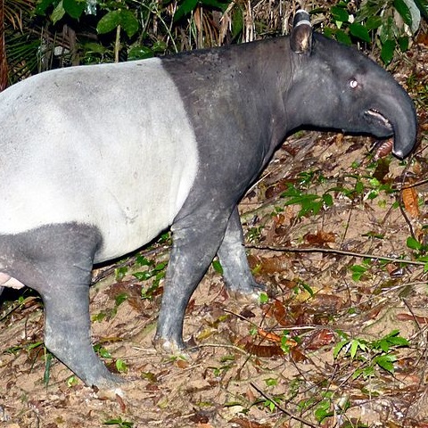 Tapir Asia merupakan spesies tapir terbesar dengan berat mencapai 350 kg dan panjang 1,8 meter. Mari berkenalan dengan Tapir Asia (Tapirus indicus)