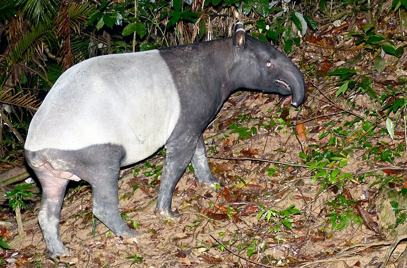 Tapir Asia merupakan spesies tapir terbesar dengan berat mencapai 350 kg dan panjang 1,8 meter. Mari berkenalan dengan Tapir Asia (Tapirus indicus)