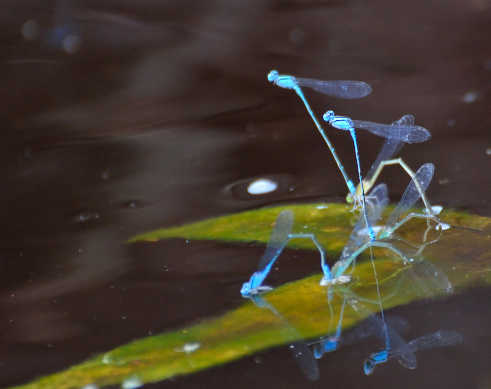 Blue riverdamsel, Pseudagrion microcephalum, a common species of damselfly recorded on the rivers of RER