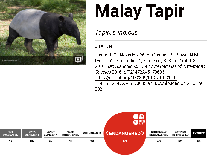 Hidupan Liar RER: Tapir - The Malayan tapir is the largest tapir