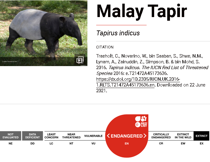 Tapir Asia juga merupakan spesies tapir terbesar dengan berat mencapai 350 kg dan panjang 1,8 meter. Mari berkenalan dengan Tapir Asia (Tapirus indicus)