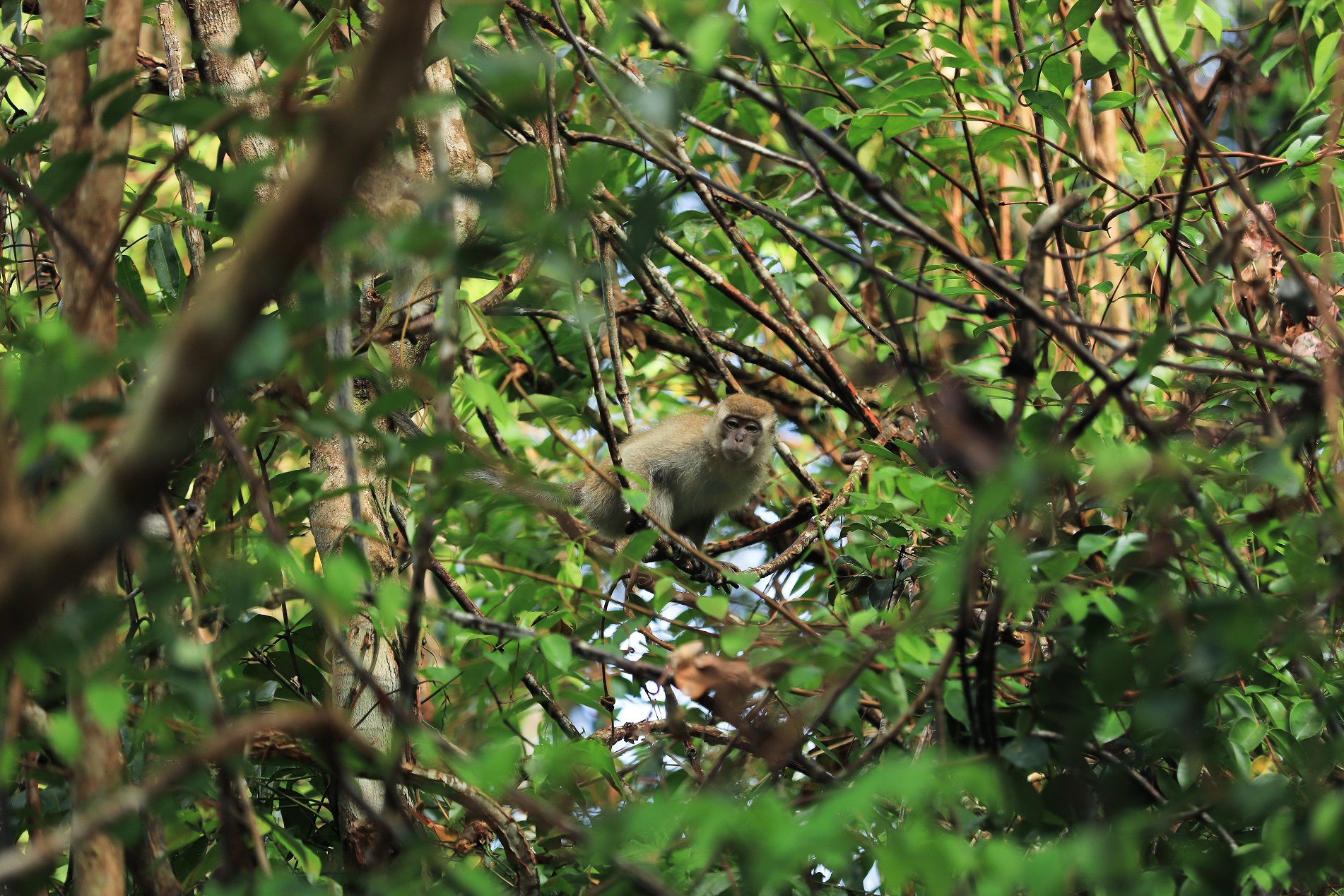 Restorasi Ekosistem Riau (RER), as program supported by APRIL Group which strategically located in the tropical areas of Sumatra, Indonesia, aims to restore and conserve ecologically important peat swamp forest the size of Greater London.