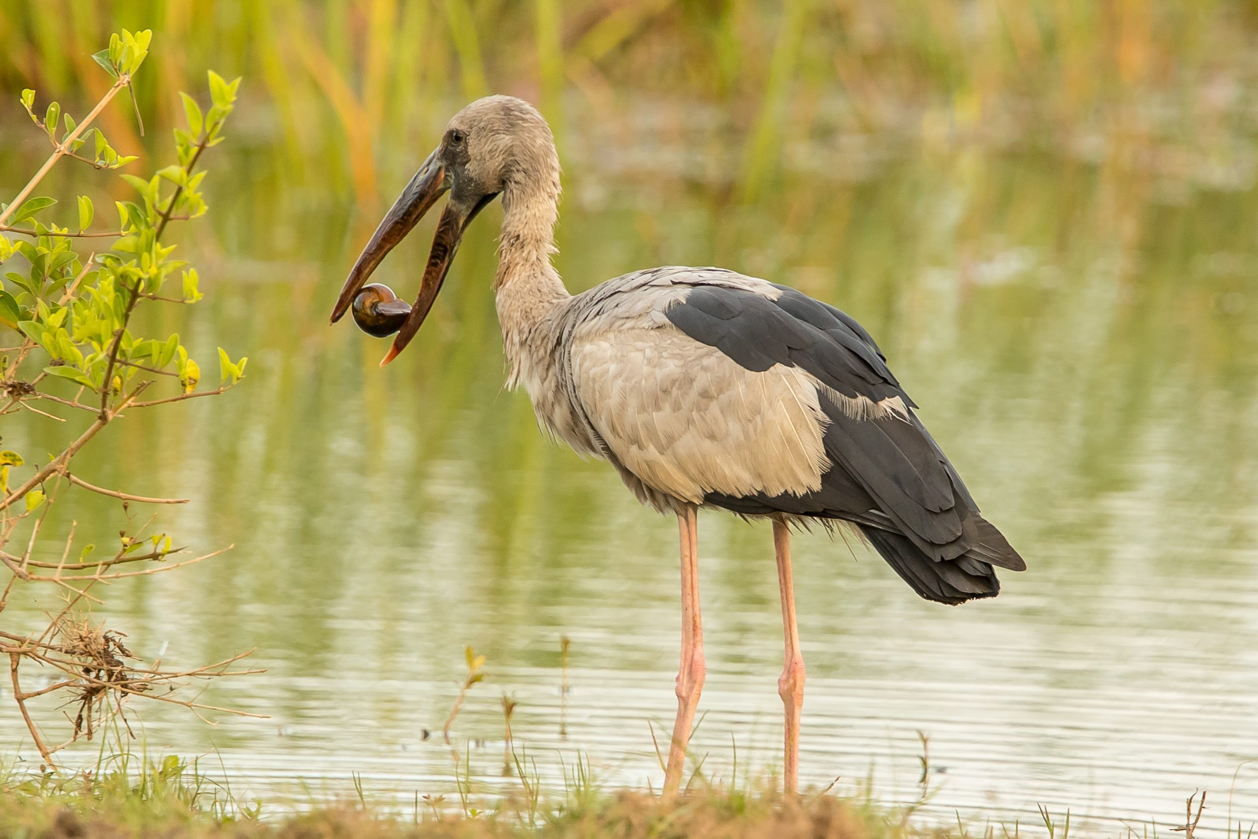 Asian Openbill was among 163 birds spotted by the Restorasi Ekosistem Riau (RER) team during the annual Asian Waterbird Census (AWC) 2021 in the Kampar Peninsula.