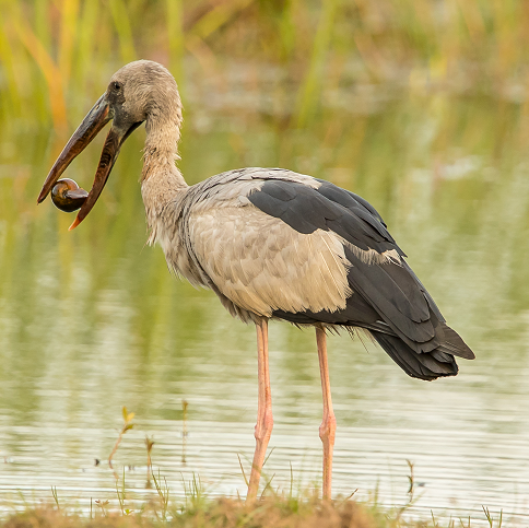 Asian Openbill was among 163 birds spotted by the Restorasi Ekosistem Riau (RER) team during the annual Asian Waterbird Census (AWC) 2021 in the Kampar Peninsula.Asian Openbill was among 163 birds spotted by the Restorasi Ekosistem Riau (RER) team during the annual Asian Waterbird Census (AWC) 2021 in the Kampar Peninsula.