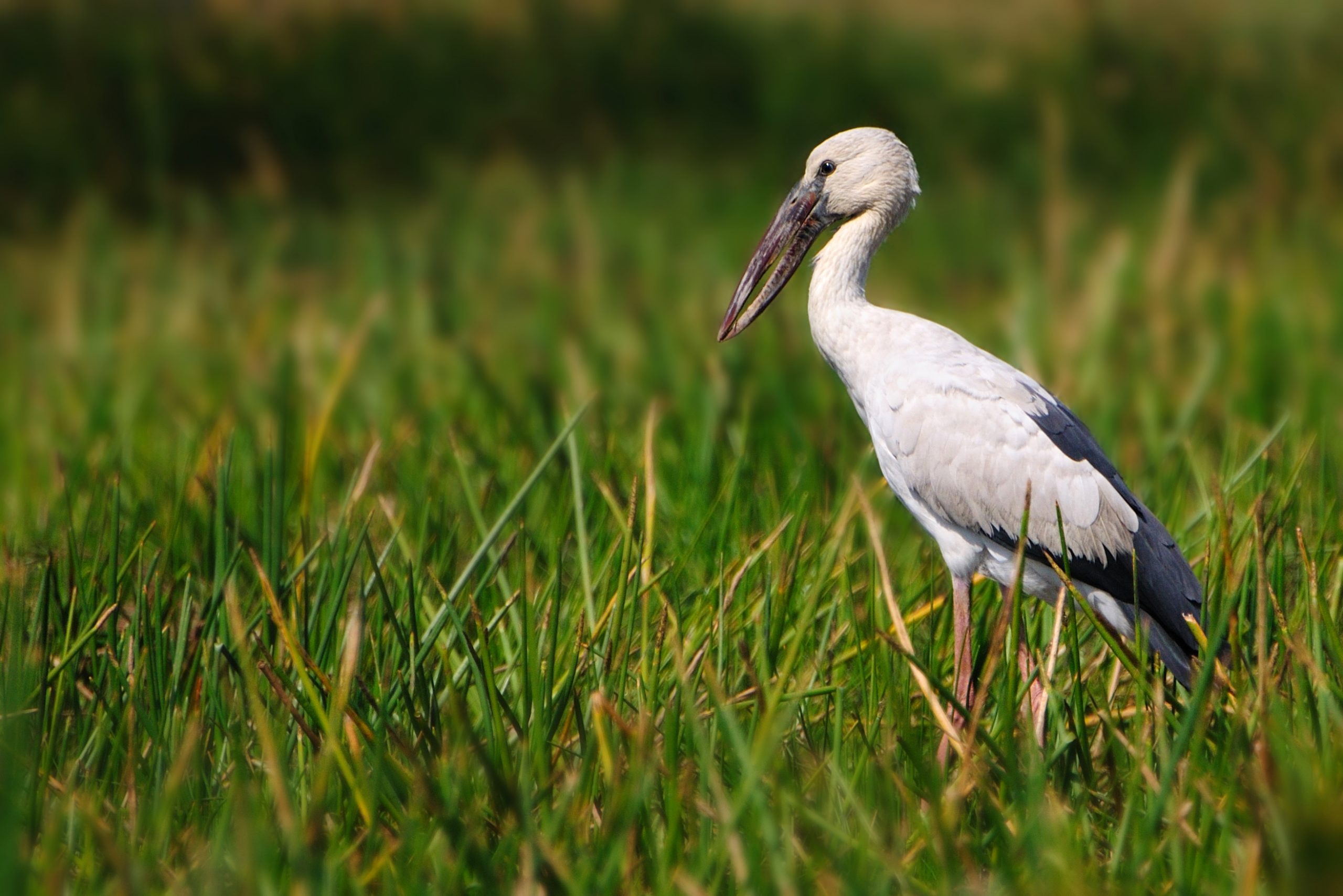 Asian Openbill was among 163 birds spotted by the Restorasi Ekosistem Riau (RER) team during the annual Asian Waterbird Census (AWC) 2021 in the Kampar Peninsula.