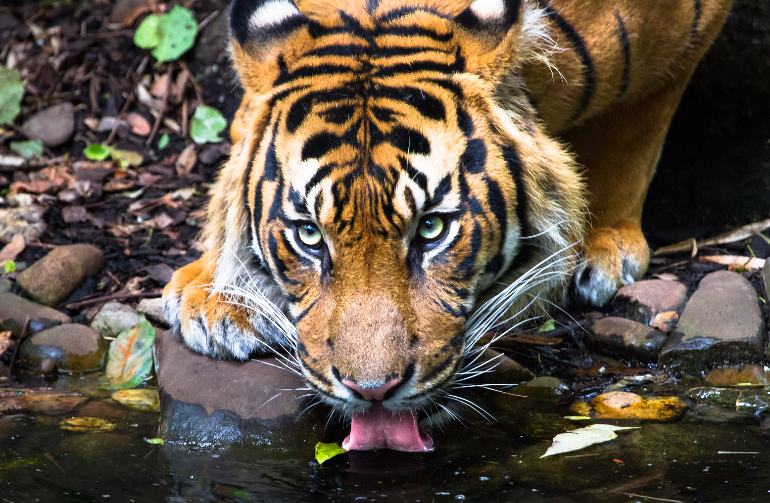 Tigers love to swim