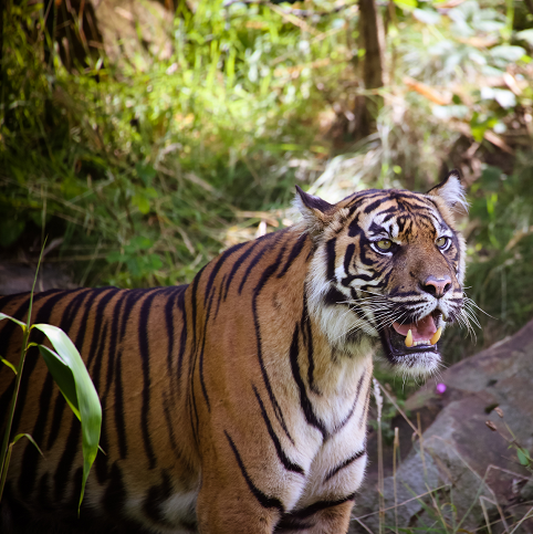 From Supermoms to great swimmer, here are 10 terrific tiger facts you may not know!