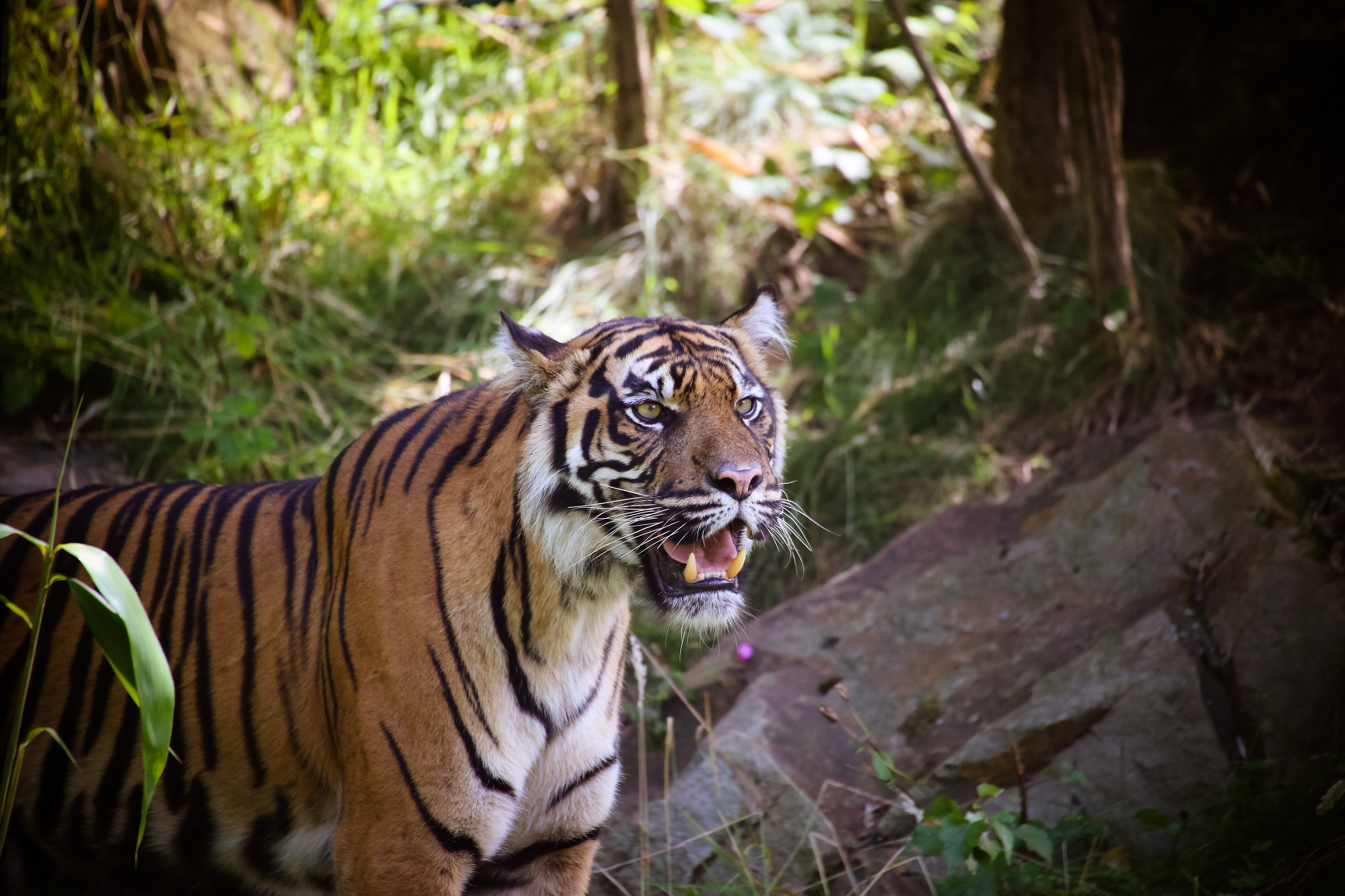 From Supermoms to great swimmer, here are 10 terrific tiger facts you may not know!