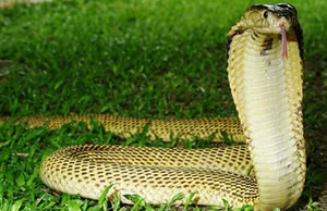 Sumatran Cobra (Naja sumatrana)