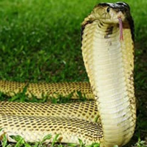 Sumatran Cobra (Naja sumatrana)