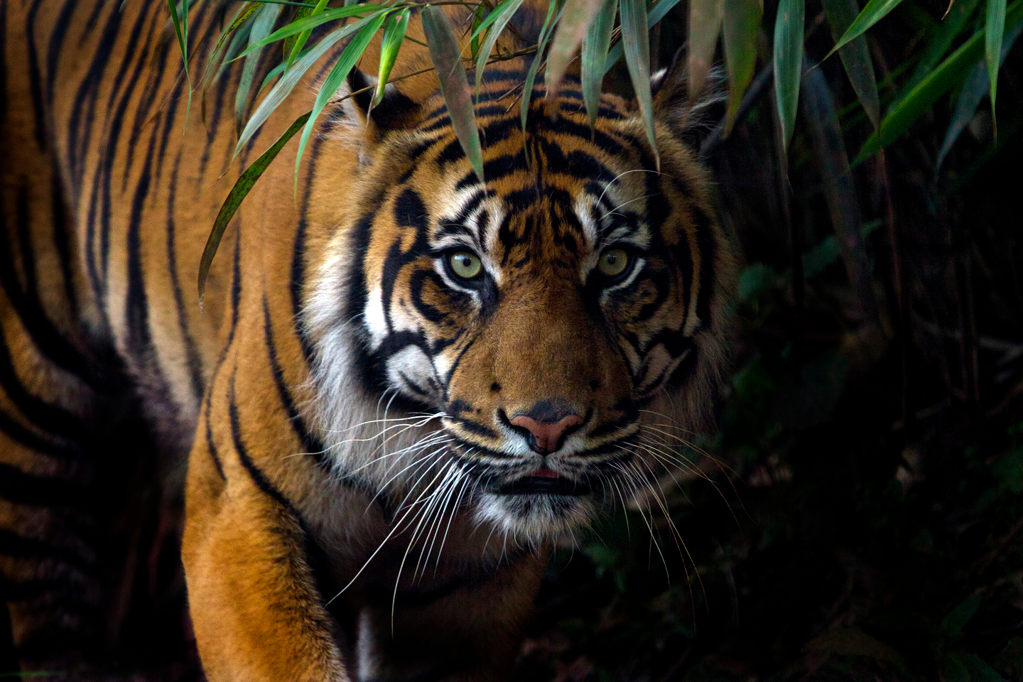 From Supermoms to great swimmer, here are 10 terrific tiger facts you may not know!