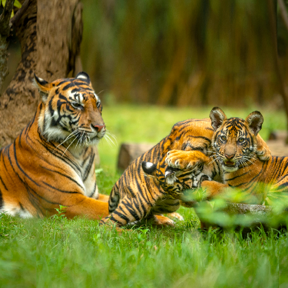 Mirror Now - July 29 is celebrated as International Tiger Day, here are some unique facts YOU must know about the magnificent but endangered big cat - The Royal Bengal Tiger. 🐯👇✨ #