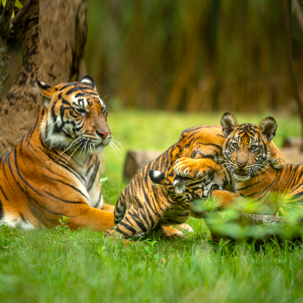 tigers are super moms