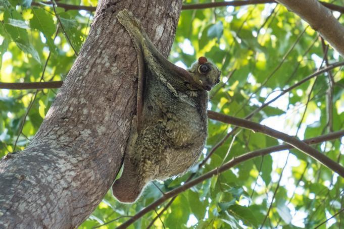 Despite the name, this species is not a lemur nor it can’t actually fly: it’s one of the most skilled gliding mammals in the world, able to glide for up to 100m.