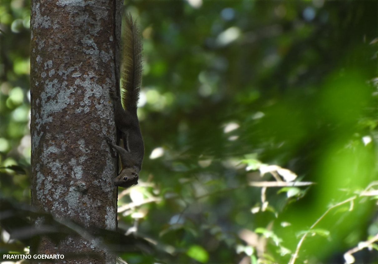 Let’s get to know more of the squirrel species living within the RER restoration and learn to appreciate them more by understanding their role in the ecosystem.