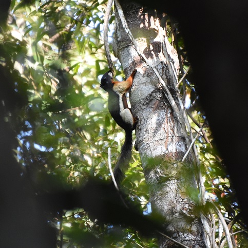 Let’s get to know more of the squirrel species living within the RER restoration and learn to appreciate them more by understanding their role in the ecosystem.