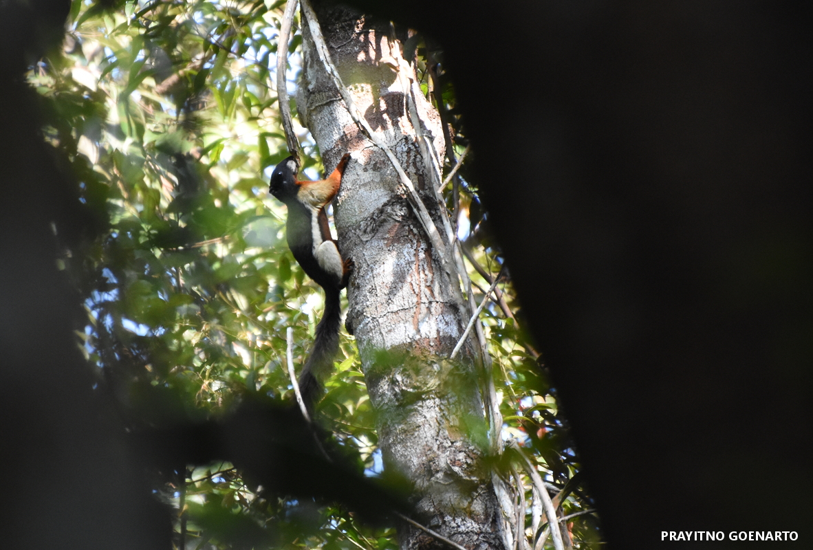 Let’s get to know more of the squirrel species living within the RER restoration and learn to appreciate them more by understanding their role in the ecosystem.