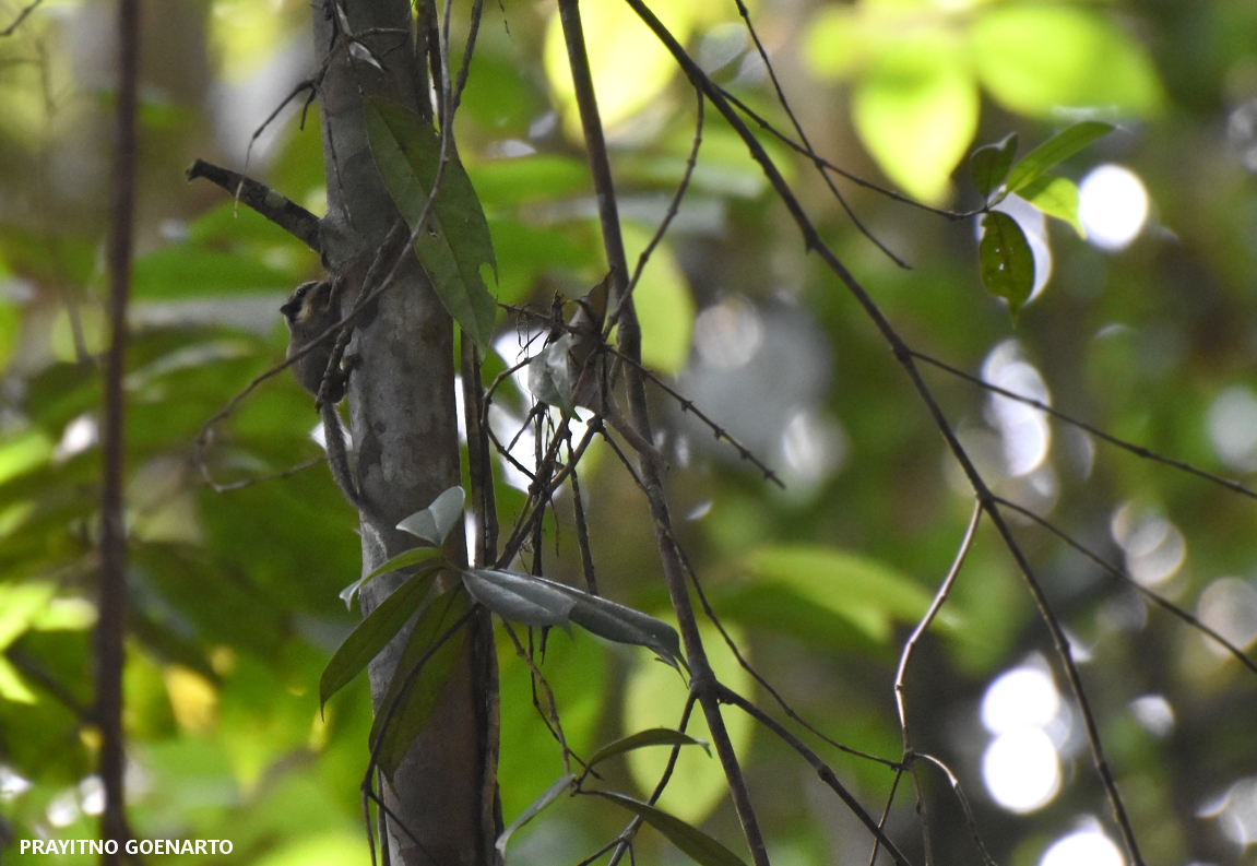 Let’s get to know more of the squirrel species living within the RER restoration and learn to appreciate them more by understanding their role in the ecosystem.