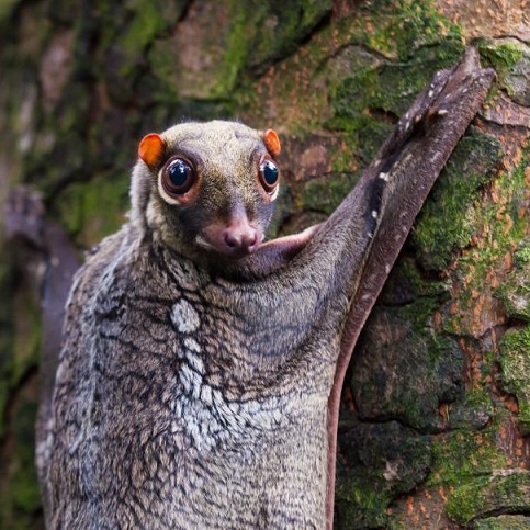 Despite the name, this species is not a lemur nor it can’t actually fly: it’s one of the most skilled gliding mammals in the world, able to glide for up to 100m.