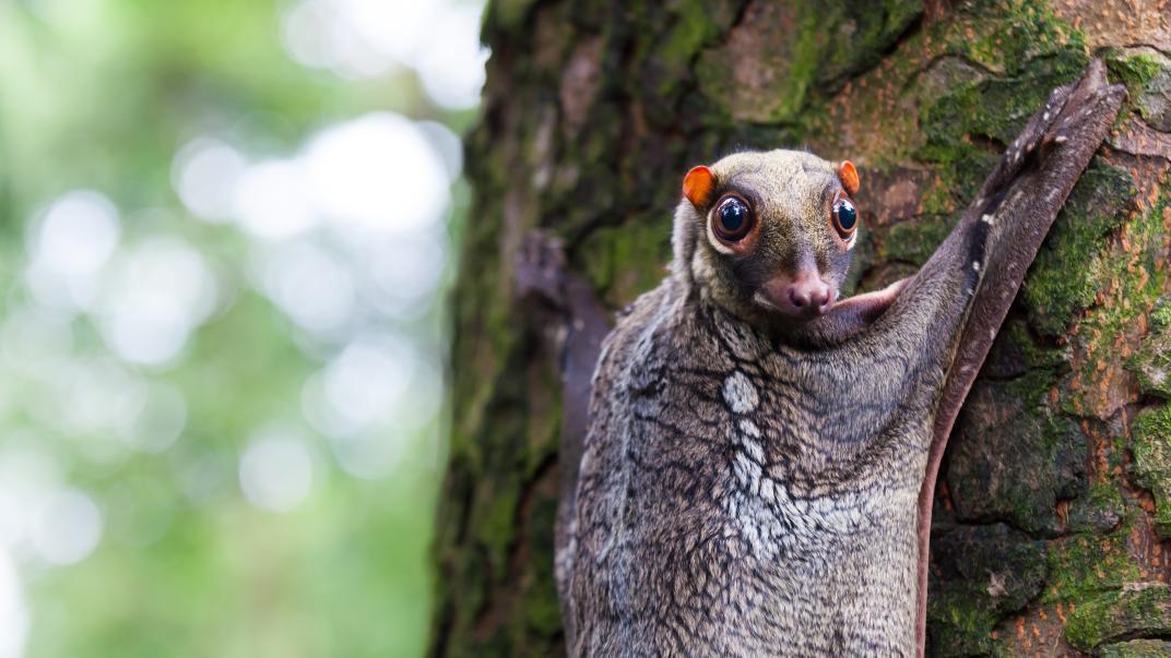 Despite the name, this species is not a lemur nor it can’t actually fly: it’s one of the most skilled gliding mammals in the world, able to glide for up to 100m.