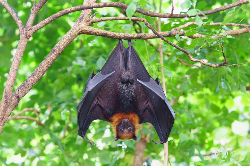 Bat Hanging On Tree In Forest