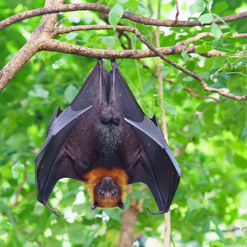 Large Flying Fox, a species of megabat