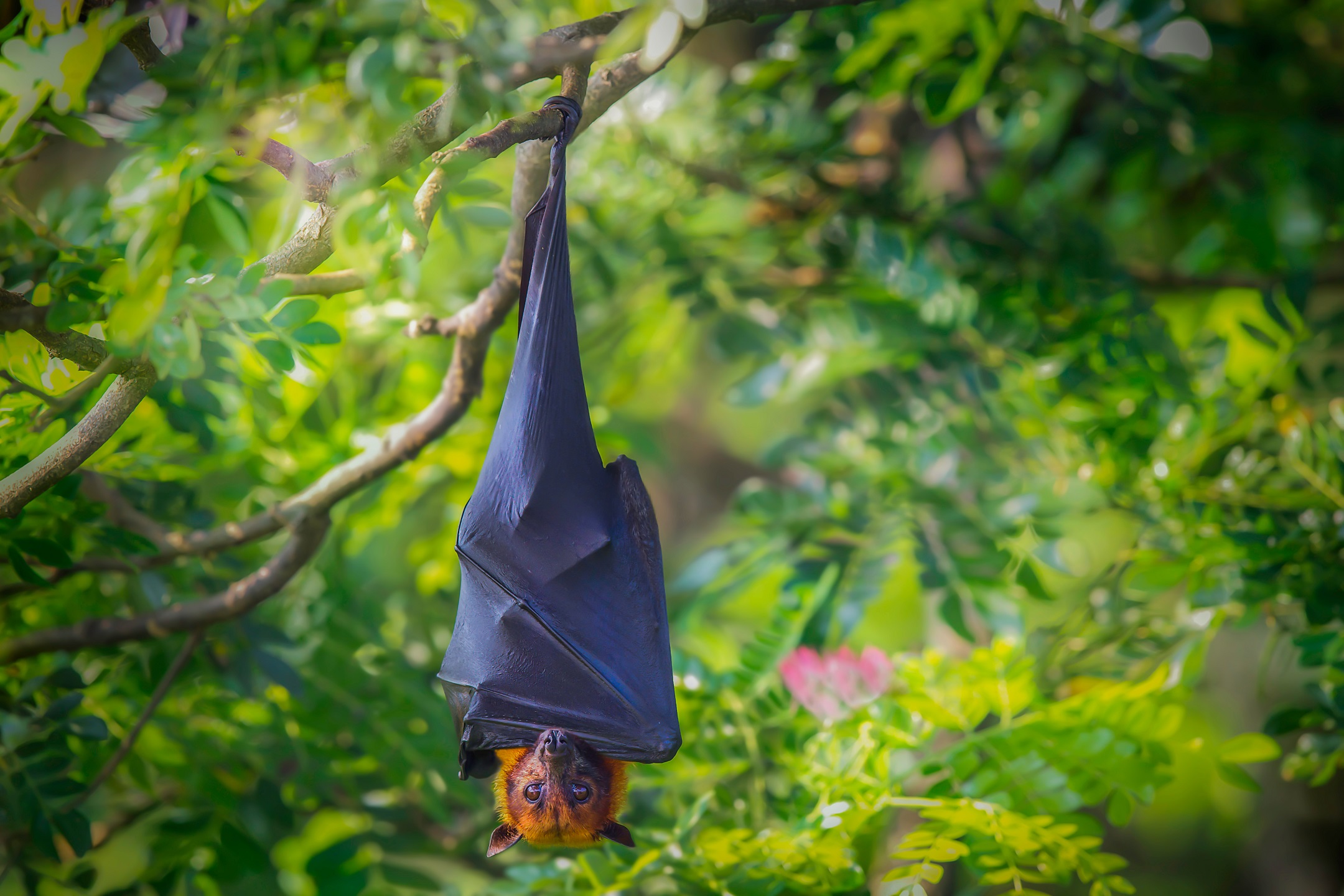 Large Flying Fox Hanging On Tree In Forest