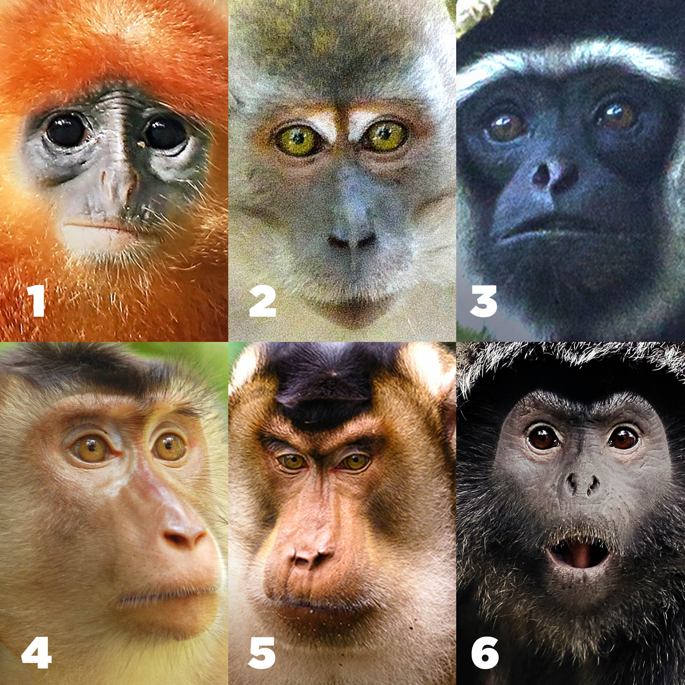 How Many Types of Monkeys Are There in the World?