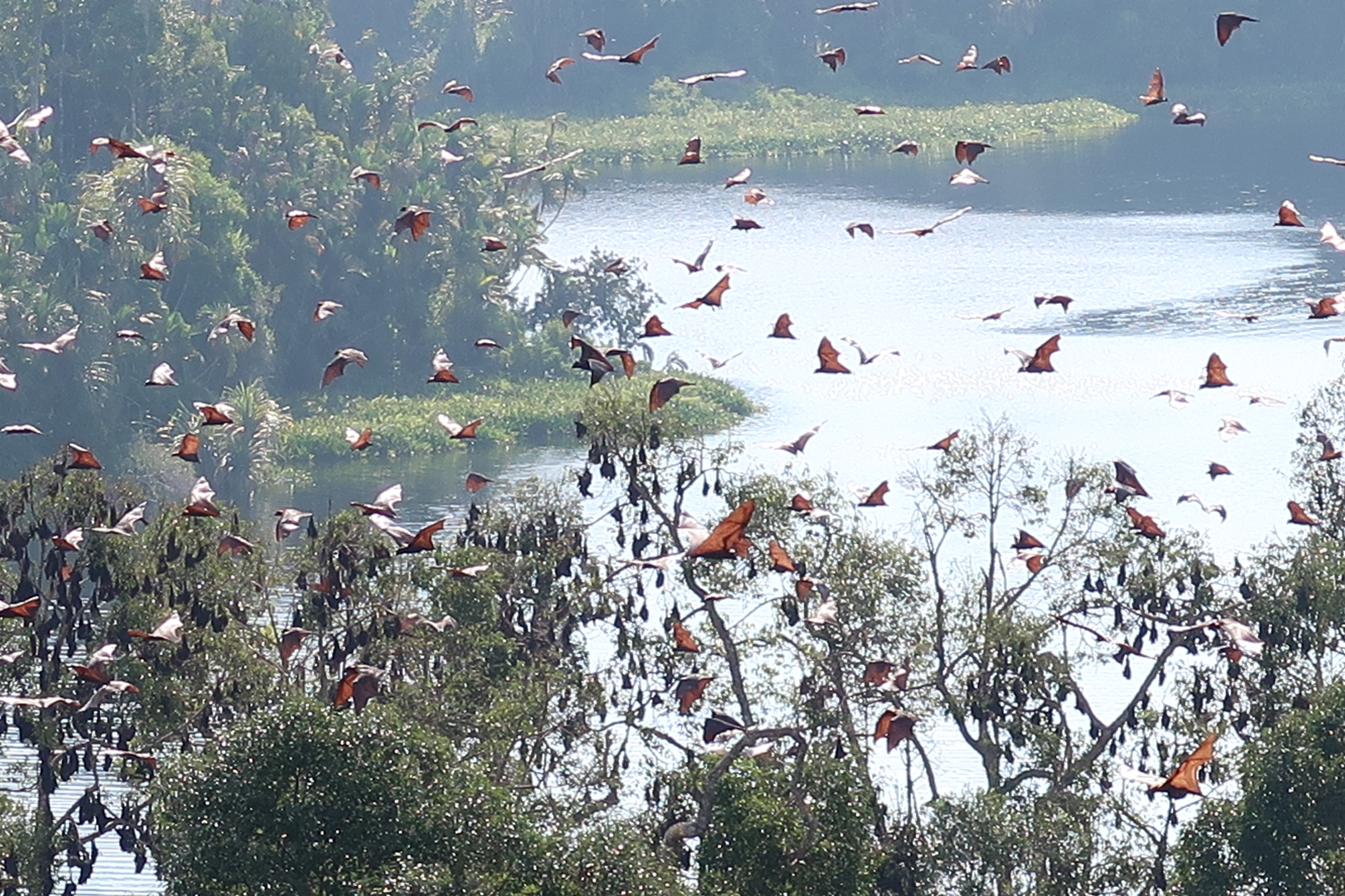 A healthy lake’s aquatic environment can be an integral part of an ecosystem restoration. Here are several lakes in Kampar Peninsula & How RER protect and restore ecologically.