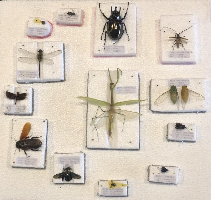 Insect Identification in RER