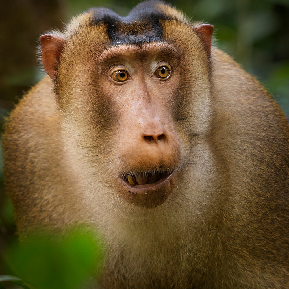 Many people use the terms “apes” and “monkeys” interchangeably, even though they are significantly different. Find out the difference between apes and monkeys.