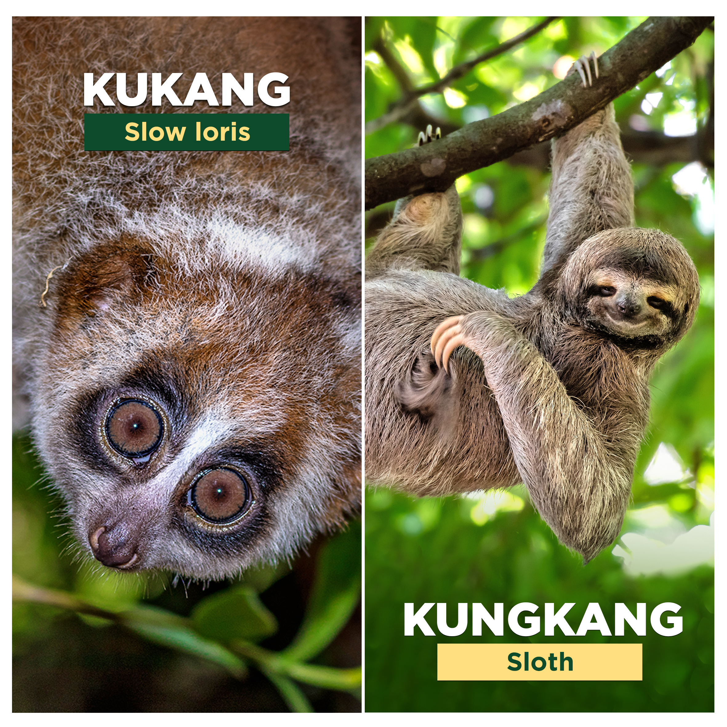 Sloths vs Slow Lorises, Are They Related? - RESTORASI EKOSISTEM RIAU (RER)  - Ecological Restoration | Protect and Restore Ecosystems