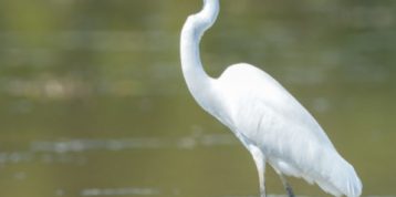 Popular in East Kalimantan, Intermediate Egret Appears in RER’s AWC 2022