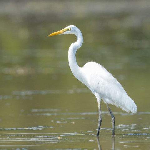 Kuntul Perak adalah jenis burung kedua yang paling banyak terlihat oleh tim Restorasi Ekosistem Riau (RER) selama Asian Waterbird Census (AWC) 2022.