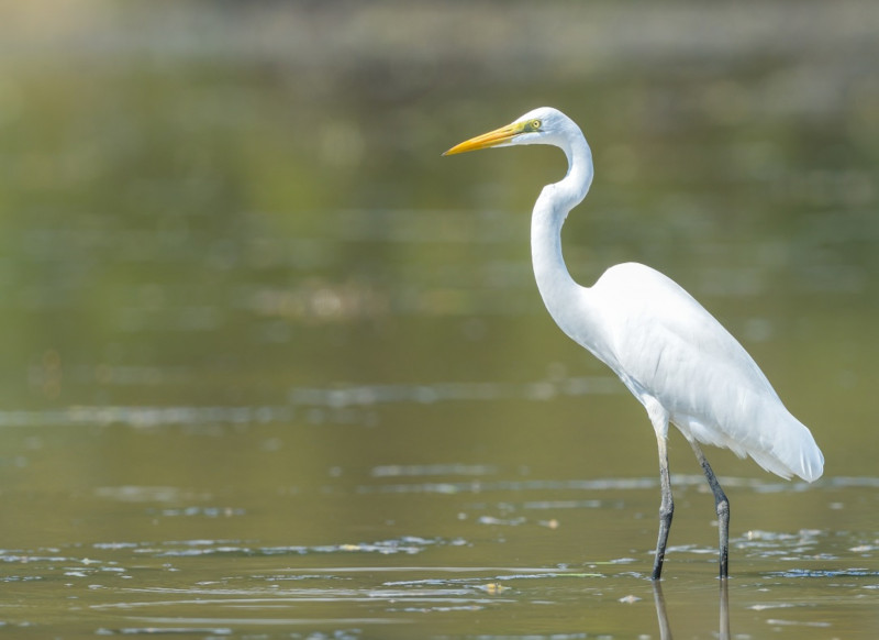 Intermediate Egret